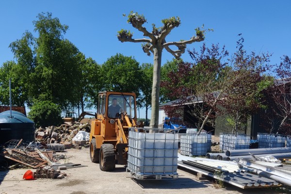 Het snoeien van je bomen doen de boomverzorgers van Groentechniek Klomp graag voor je.